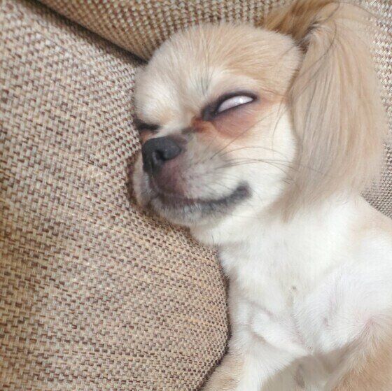 宇宙と交信中?愛犬の寝顔が、、、白目を出して寝ていても大丈夫? いぬのきもち