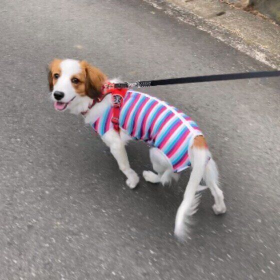 お散歩中のコ―イケルホンディエのstellaちゃん