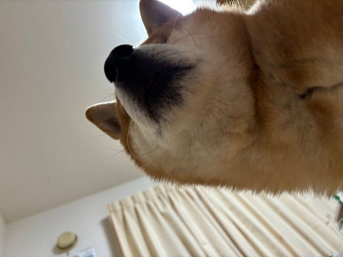 飼い主さんの顔をのぞき込むこたろうくん