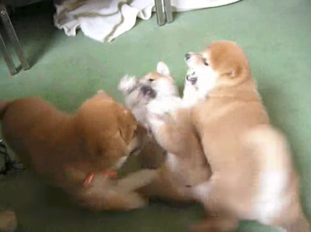 犬動画 マジ喧嘩中の兄妹ワンコ そこへもう1匹現れて D いぬのきもちweb Magazine 犬動画 マジ喧嘩中の兄妹ワンコ そこへもう1匹現れて D いぬのきもちweb Magazine