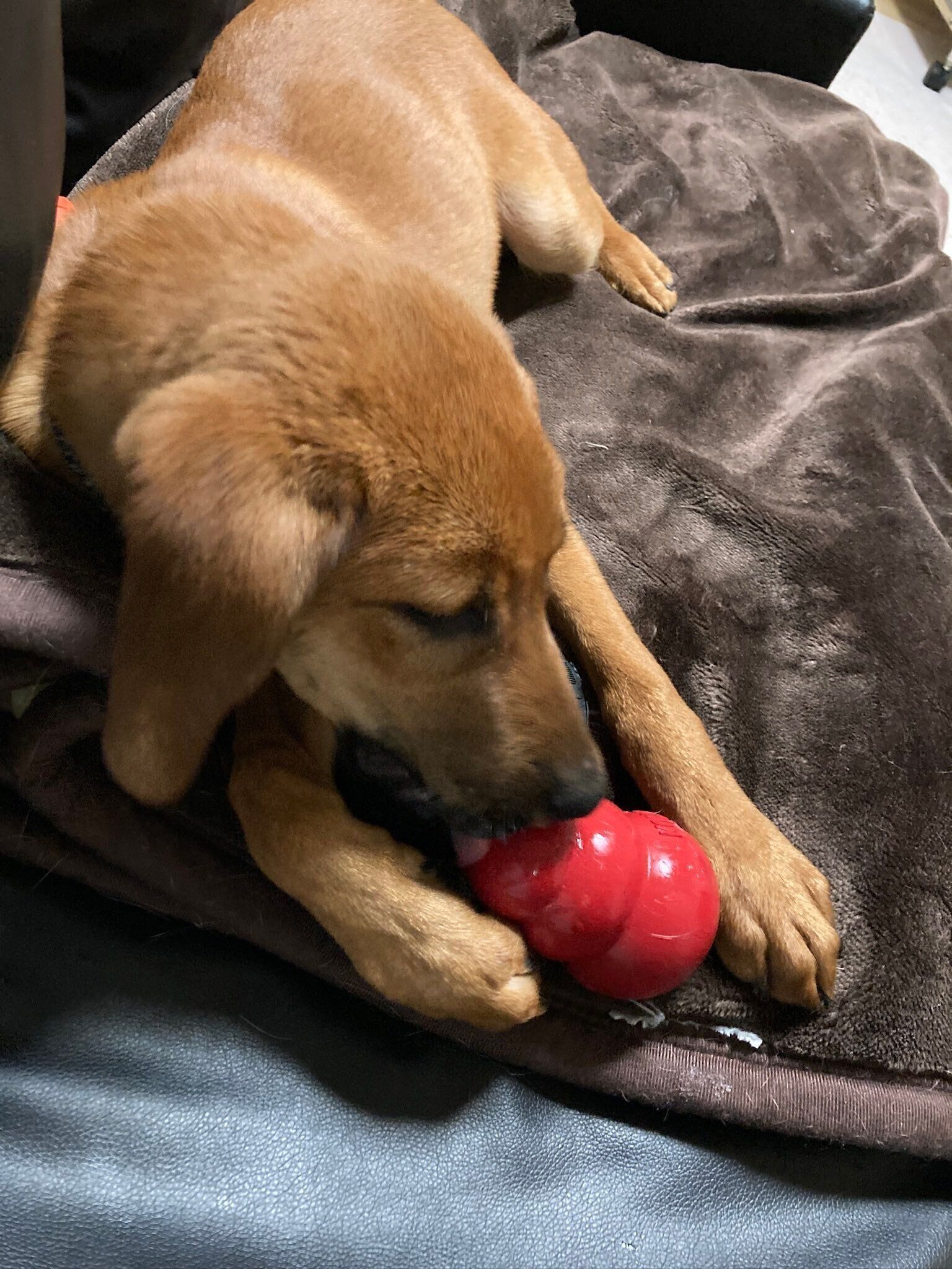 お迎えした当時の犬（生後5カ月）