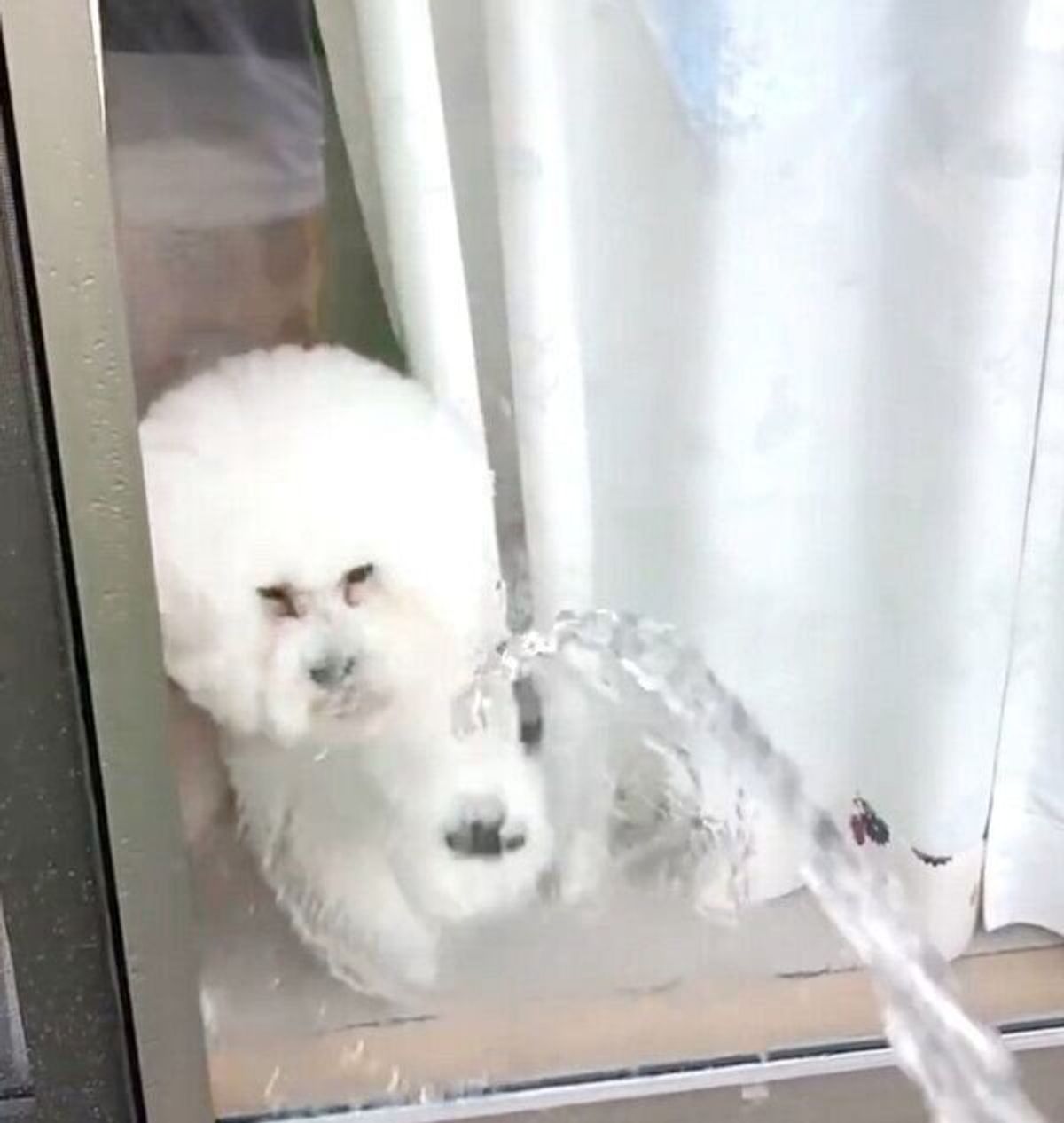 真顔で一心不乱 水に対抗し 高速カキカキ する犬の本気度がスゴい 笑 いぬのきもちweb Magazine 真顔で一心不乱 水に対抗し 高速カキカキ する犬の本気度がスゴい 笑 いぬのきもちweb Magazine
