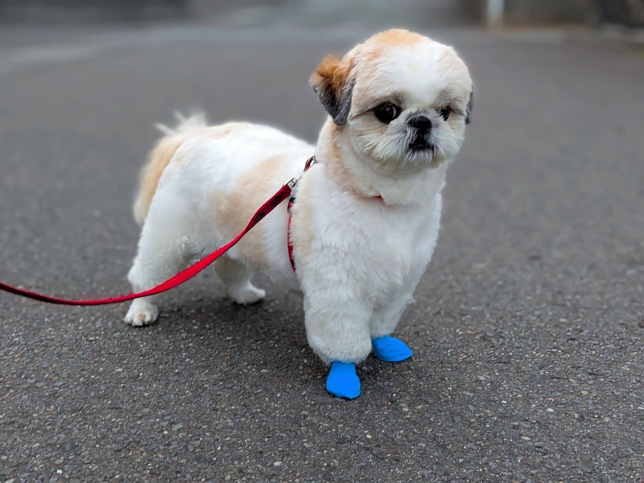お散歩中のティラミスちゃん