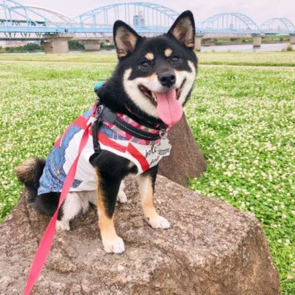 発症すると繰り返すことも 膿皮症 は特に高温多湿な季節は注意 いぬのきもちweb Magazine 発症すると繰り返すことも 膿皮症 は特に高温多湿な季節は注意 いぬのきもちweb Magazine