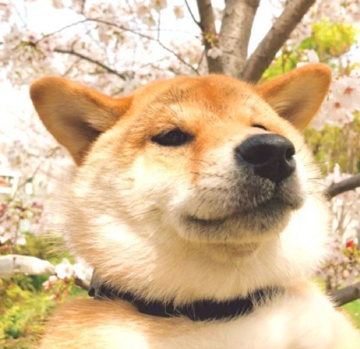 カーテンの裏に半日も 柴犬が すねちゃった理由 が可愛いすぎる いぬのきもちweb Magazine カーテンの裏に半日も 柴犬が すねちゃった理由 が可愛いすぎる いぬのきもちweb Magazine