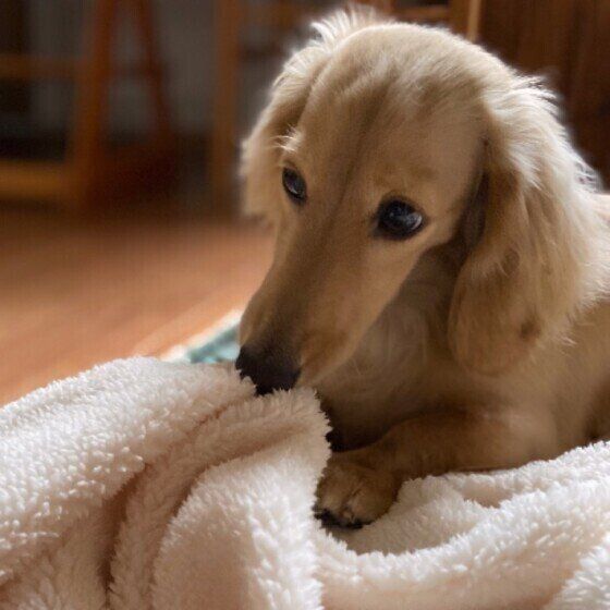 ミニチュア・ダックスフンド パンくん