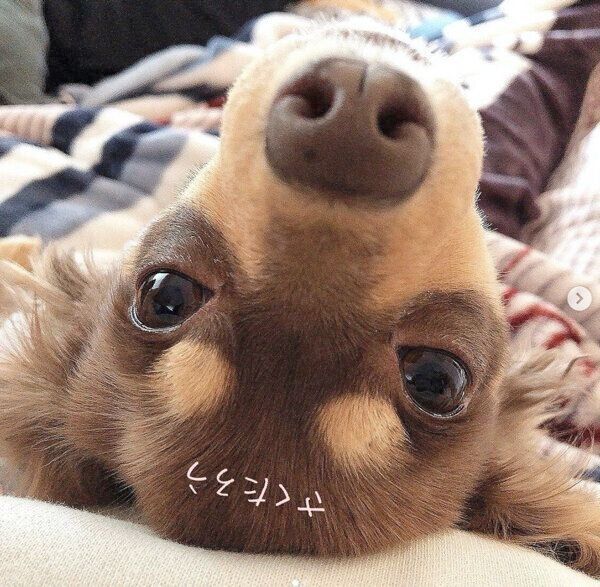 寝転がる朔太郎くん