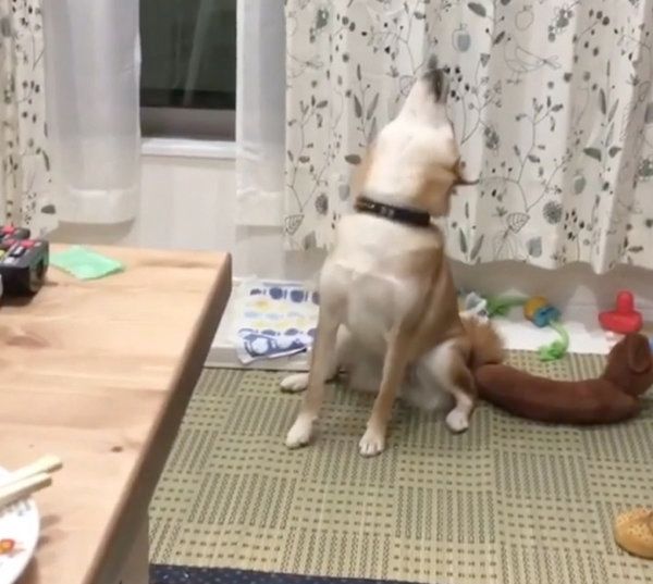 遠吠えする柴犬