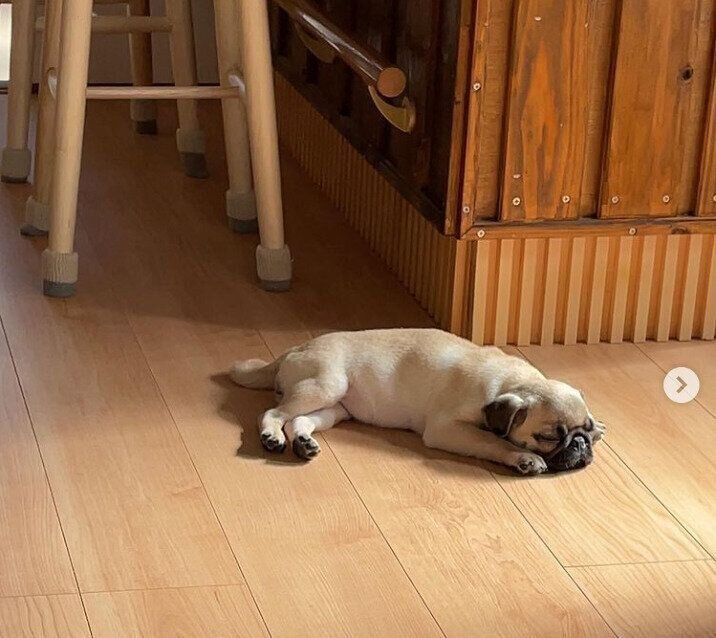 ひなたぼっこするサクラコちゃん（パグ）