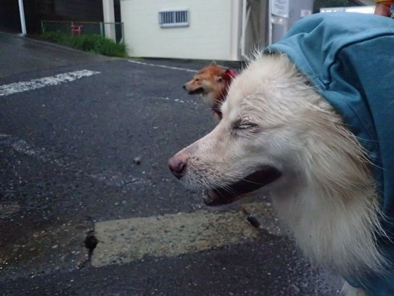 台風でも犬の散歩 穴澤賢の犬のはなし いぬのきもちweb Magazine 台風でも犬の散歩 穴澤賢の犬のはなし いぬのきもちweb Magazine
