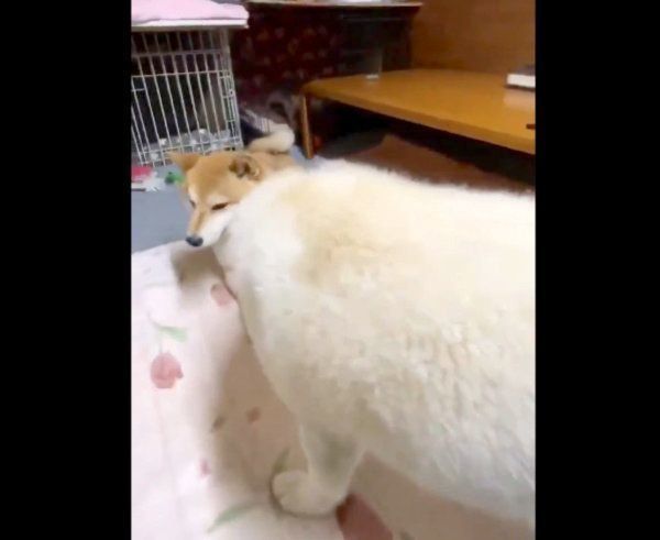 みかんちゃんに近寄るQ太郎くん