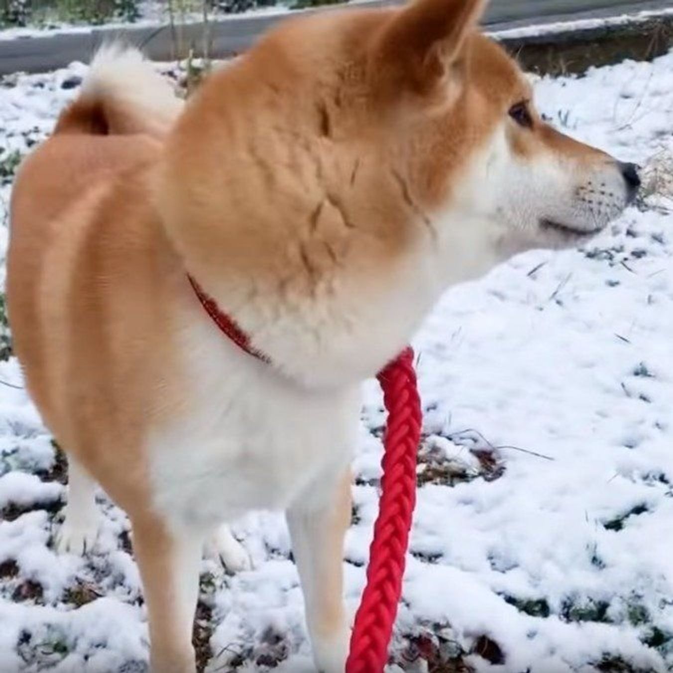 いつものお散歩道に雪 鼻につけてはしゃぐ柴犬にキュン いぬのきもちweb Magazine いつものお散歩道に雪 鼻につけてはしゃぐ柴犬にキュン いぬのきもちweb Magazine