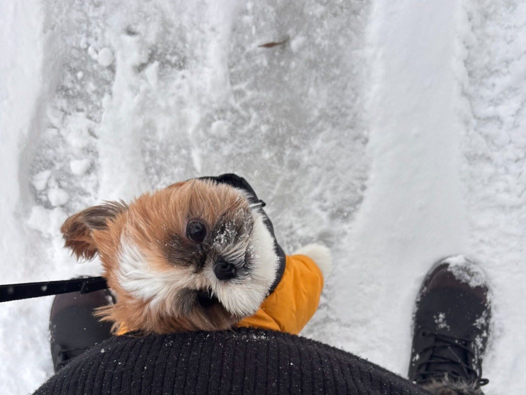 雪の中の散歩を楽しむちゃむくん