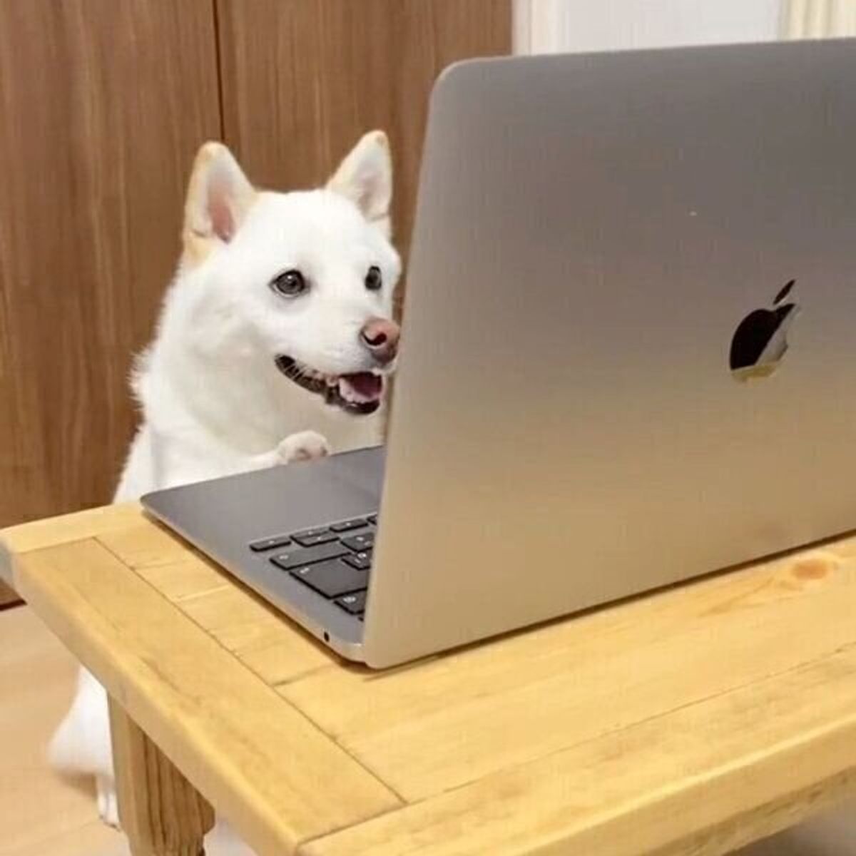 リモート会議に出席 パソコン画面を真剣に見る犬 実際どのように見えているの 獣医師解説 いぬのきもちweb Magazine リモート会議に出席 パソコン画面を真剣に見る犬 実際どのように見えているの 獣医師解説 いぬのきもちweb Magazine