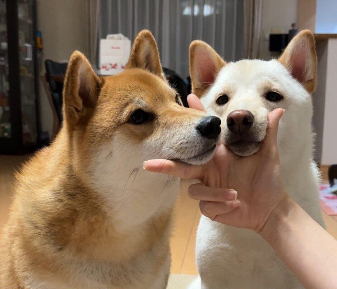 「ダブルあご乗せ」をする2頭