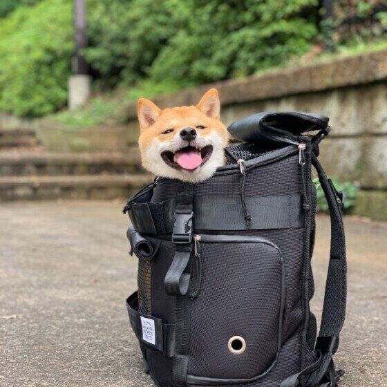 療法食が必要な犬のフード備蓄は？防災対策を考えよう いぬのきもち