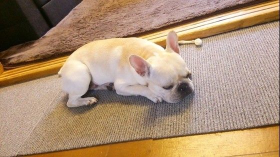 眠るフレンチ・ブルドッグ