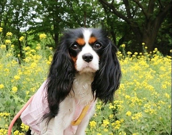 菜の花畑のキャバリア