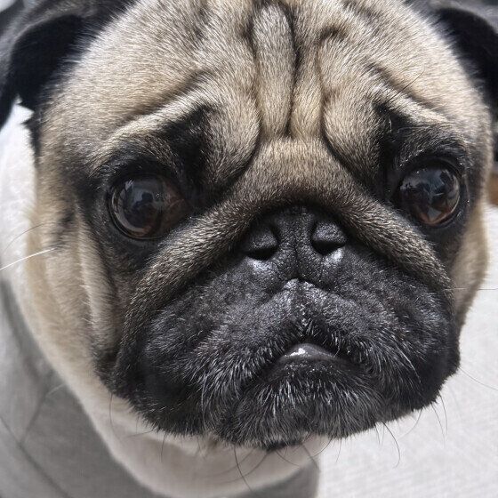 パグのたろいもくん