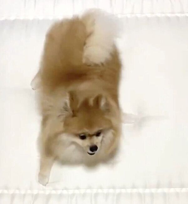 新しいマットレスの上で荒ぶる宗次郎Jrくん