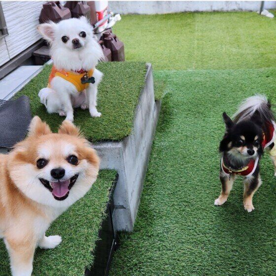 お友達と遊ぶワンちゃんたち