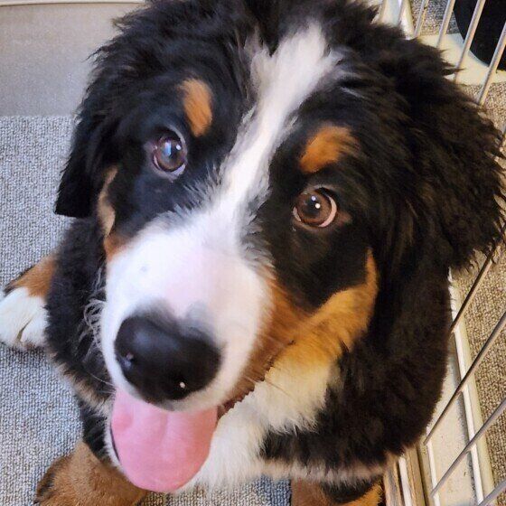 犬のクッシング症候群はどんな病気？ 症状と原因、治療法を獣医師に聞いた いぬのきもち