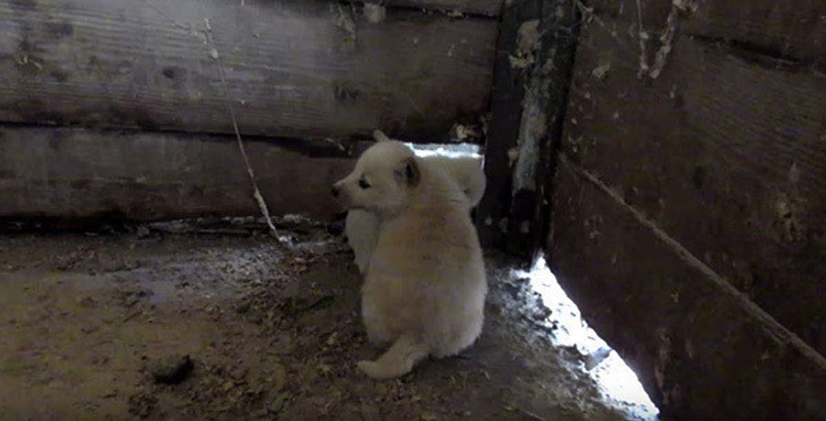 道端に捨てられた子犬のきょうだい 胸が締め付けられる光景に なにを思う いぬのきもちweb Magazine 道端に捨てられた子犬のきょうだい 胸が締め付けられる光景に なにを思う いぬのきもちweb Magazine