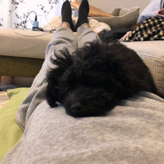 眠るトイ・プードル