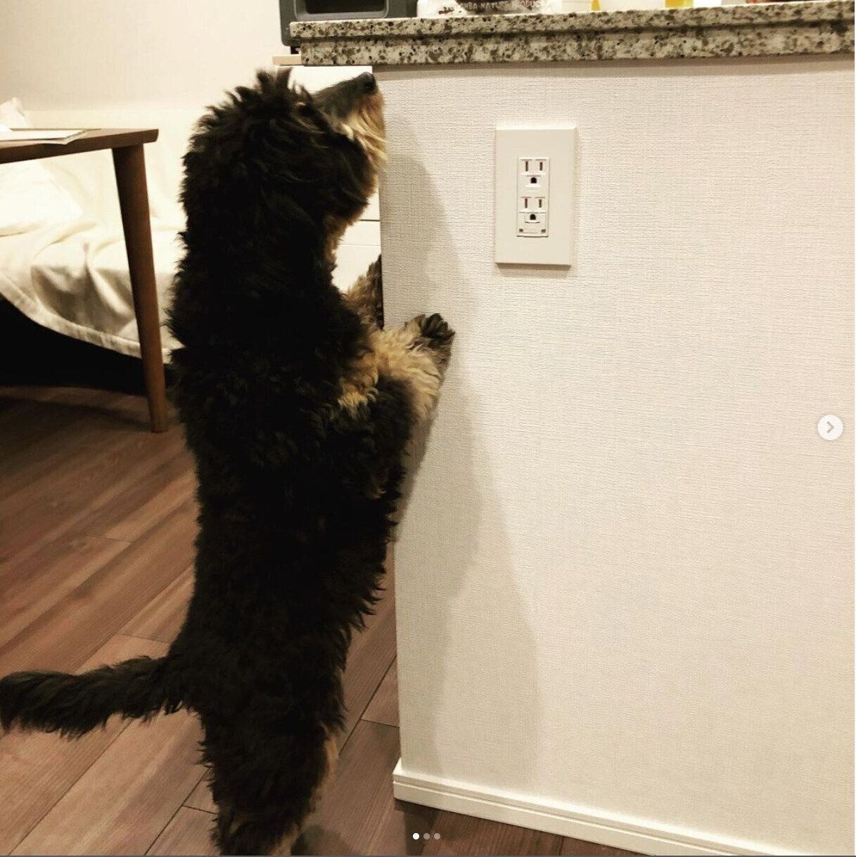 クンクンするジェシーくん