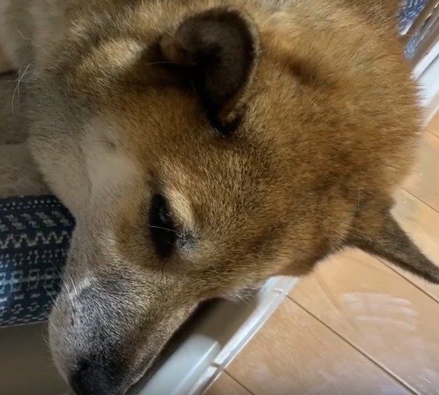 微妙な表情を浮かべるリキくん