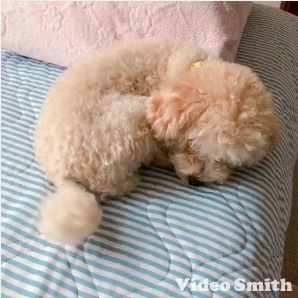 しっぽで挨拶するトイ・プードル