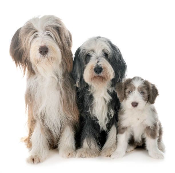 ビアテッド・コリー