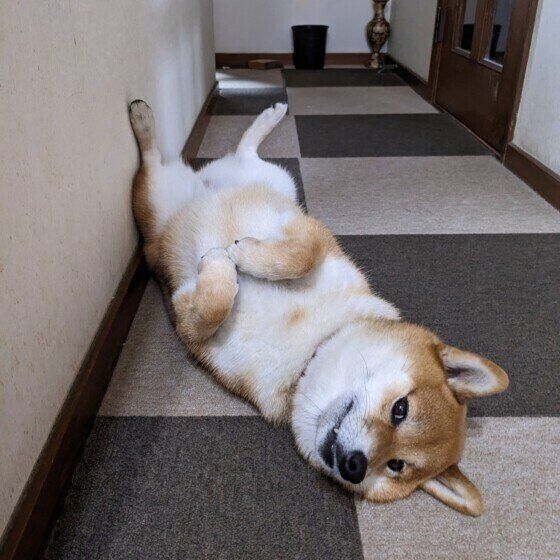 ヘソ天をする犬としない犬の違いは？ 犬がお腹をみせる理由 いぬのきもち