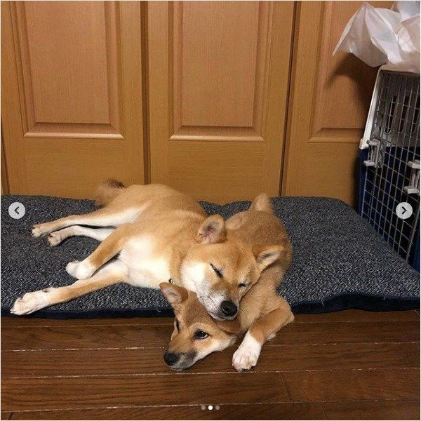 シンクロワンズ