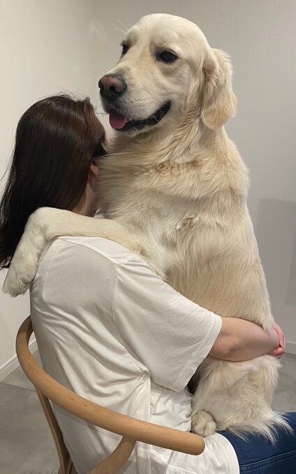 おねだりした結果、飼い主さんに抱っこをしてもらうアスランくん