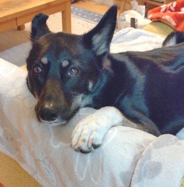 見つめるルアちゃん