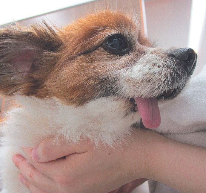 手術後5カ月。下あごの先がないため、舌は出たままに