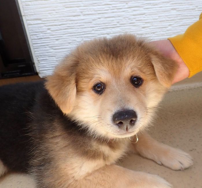 生後2カ月半のころに撮影したもなかちゃん
