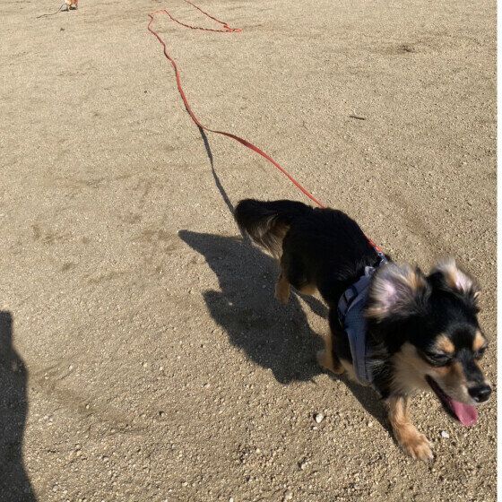 クウ  Ｍｉｘ（雑種）小型犬  広い公園に来ると全力で走る