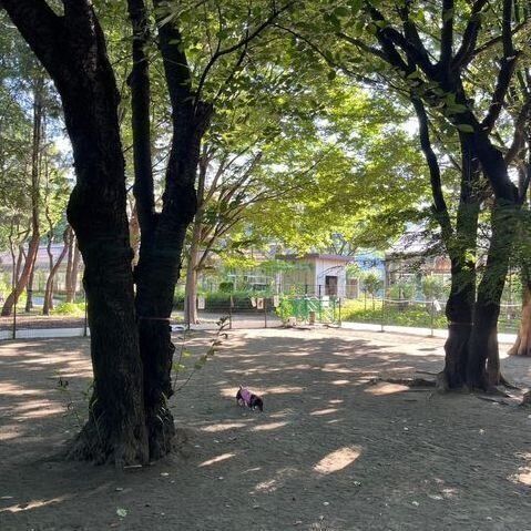 たくさんの木に包まれたドッグラン