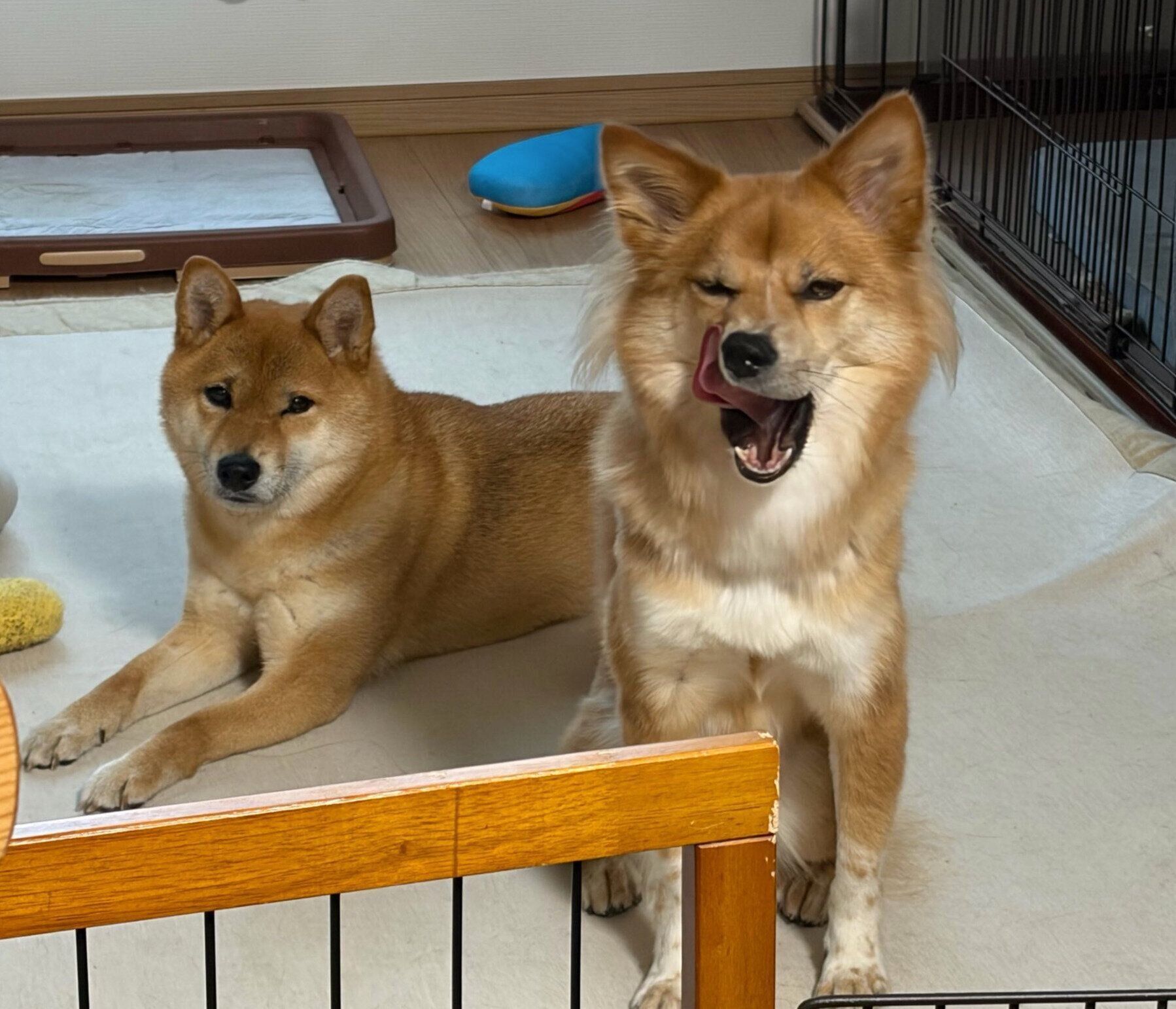 なのちゃんと先住犬・まろちゃん