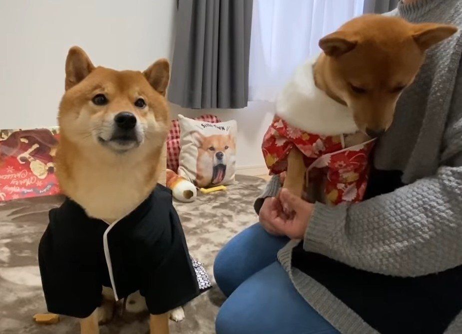 着物を着る犬