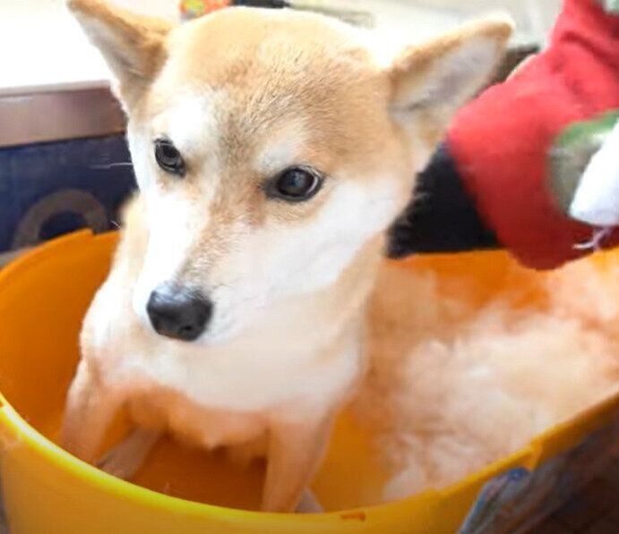 ブラッシングされる柴犬ハナちゃん