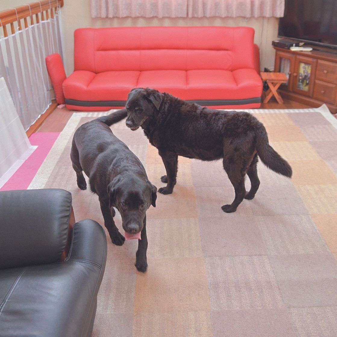 広いリビングはオッティーちゃんと同居犬のノアちゃん（左）が遊ぶスペースにも。６才になるノアちゃんは好奇心旺盛で活動的な性格だそう