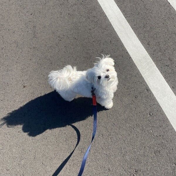 お散歩中にカメラを見るもじゅちゃん