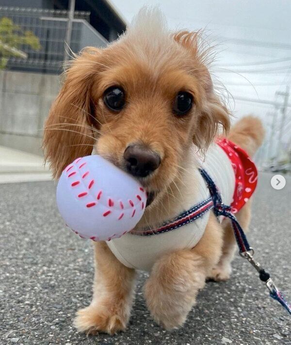 意地でも持っていきたい ボールをハムっとくわえて ルンルン散歩する犬が可愛い いぬのきもちweb Magazine