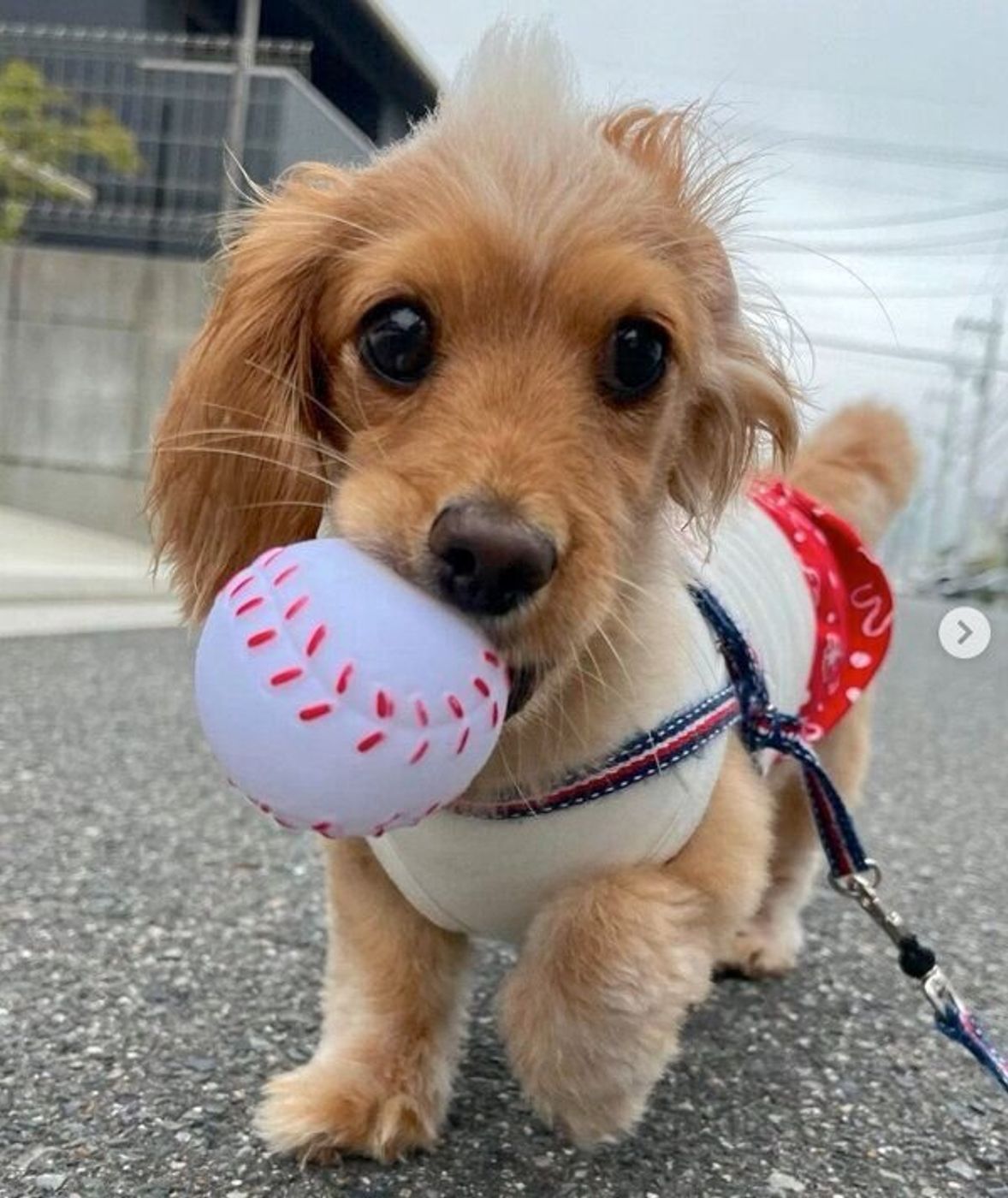 意地でも持っていきたい ボールをハムっとくわえて ルンルン散歩する犬が可愛い いぬのきもちweb Magazine 意地でも持っていきたい ボールをハムっとくわえて ルンルン散歩する犬が可愛い いぬのきもちweb Magazine