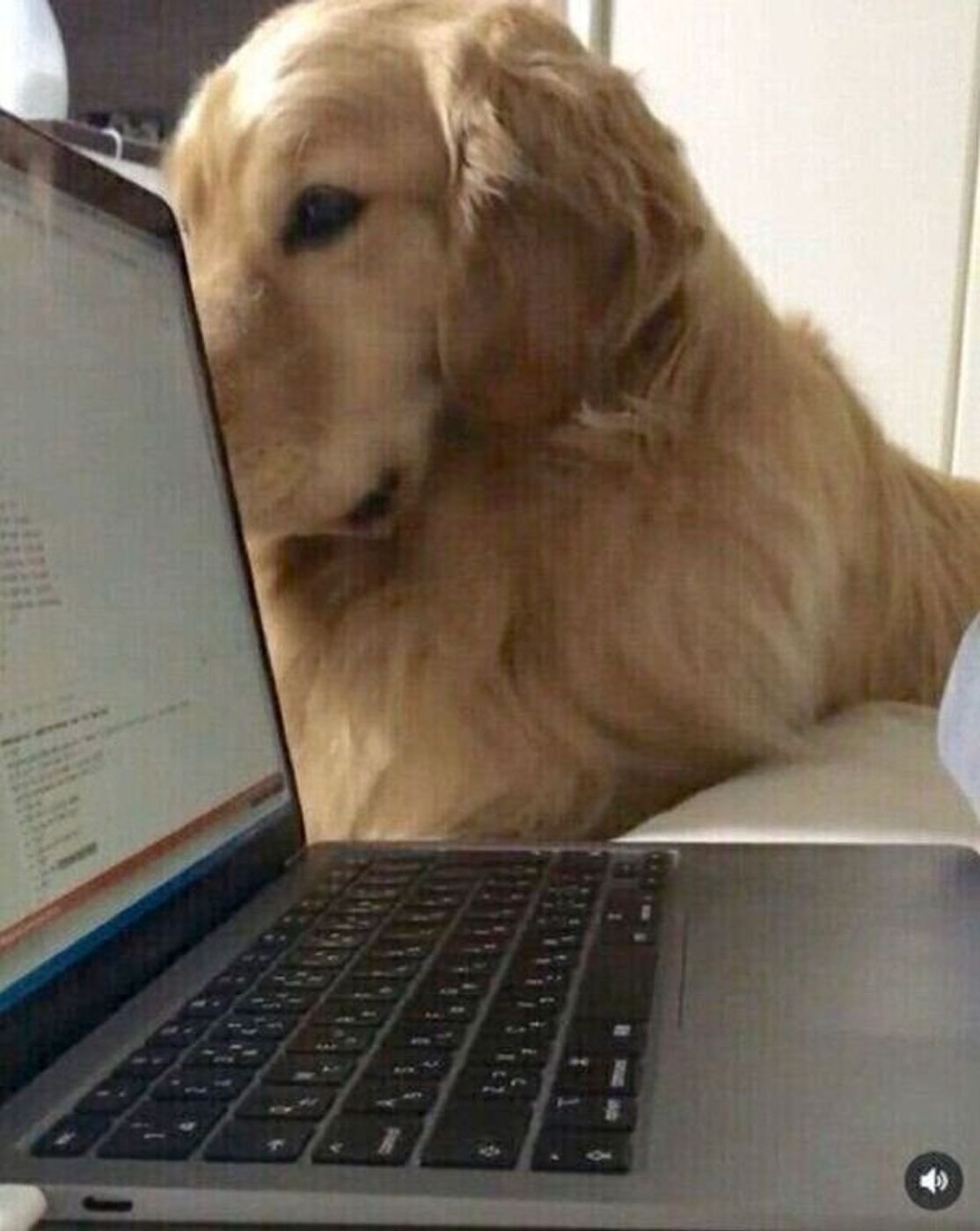 いろんな方法で飼い主さんの邪魔をしちゃう 甘えん坊な犬の行動に 可愛い が止まらない いぬのきもちweb Magazine いろんな方法で飼い主さんの邪魔をしちゃう 甘えん坊な犬の行動に 可愛い が止まらない いぬのきもちweb Magazine