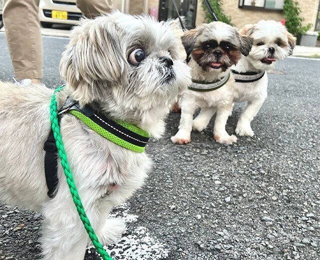 シーズー犬マンガてんぽshihtzu
