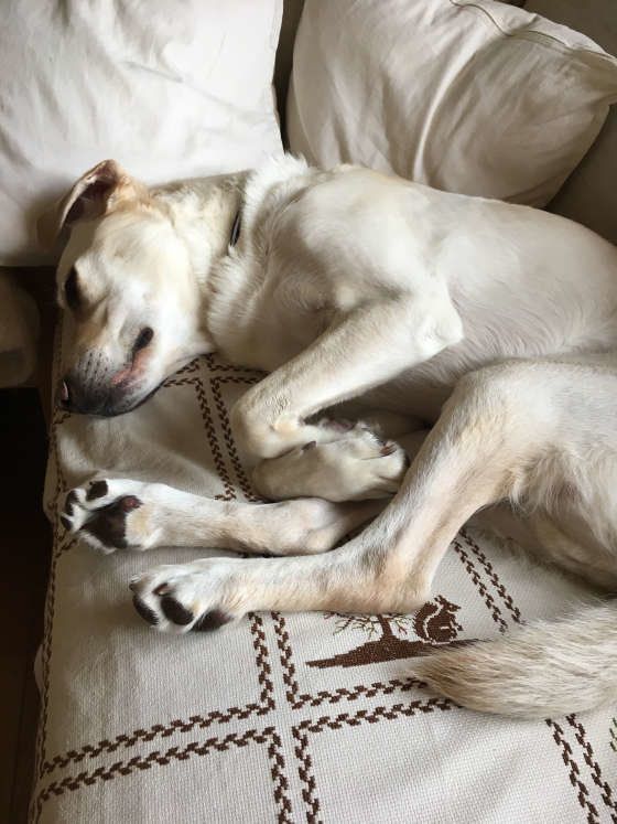 ラブラドールレトリーバー